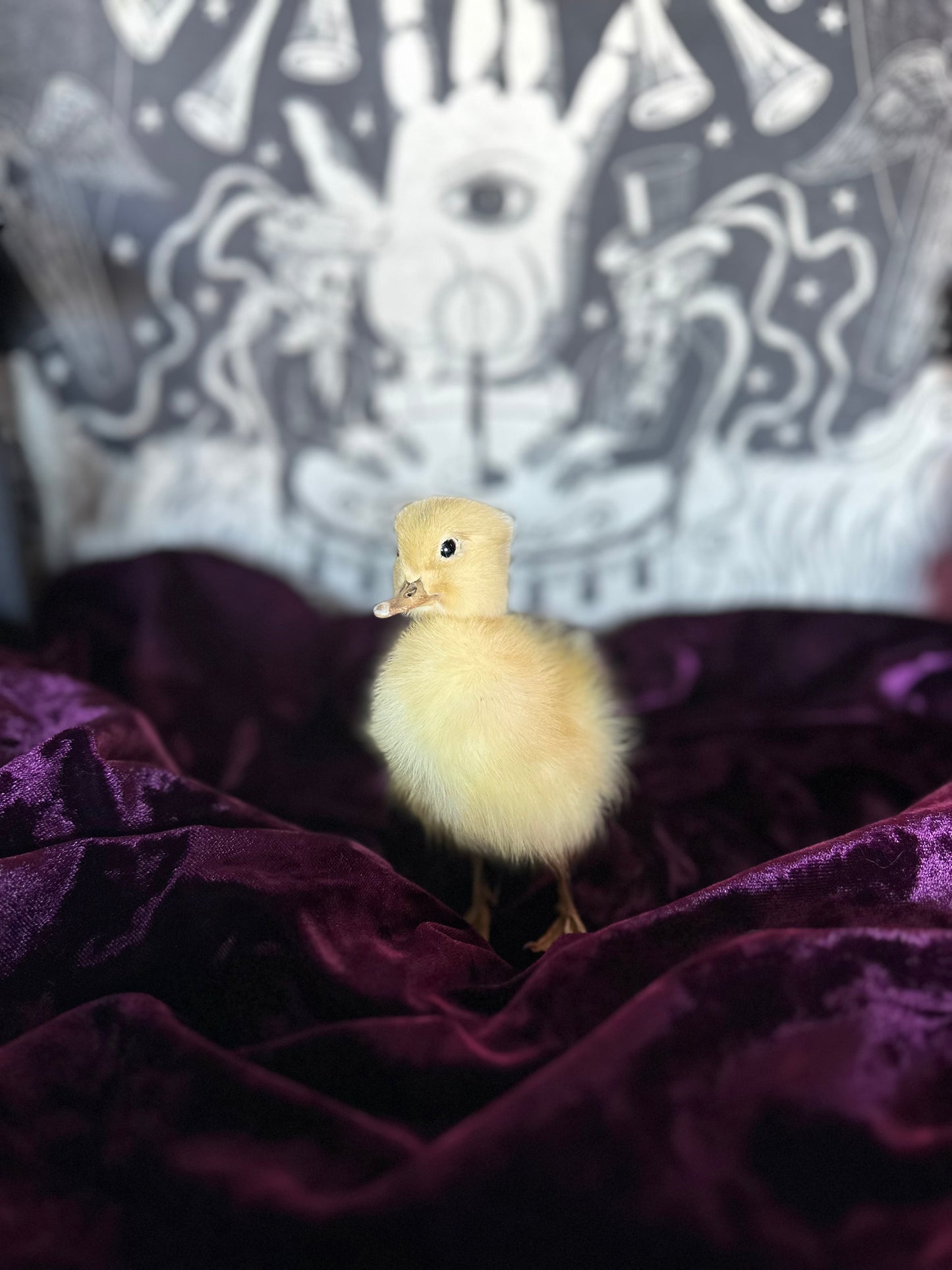 Taxidermy baby duck oddity