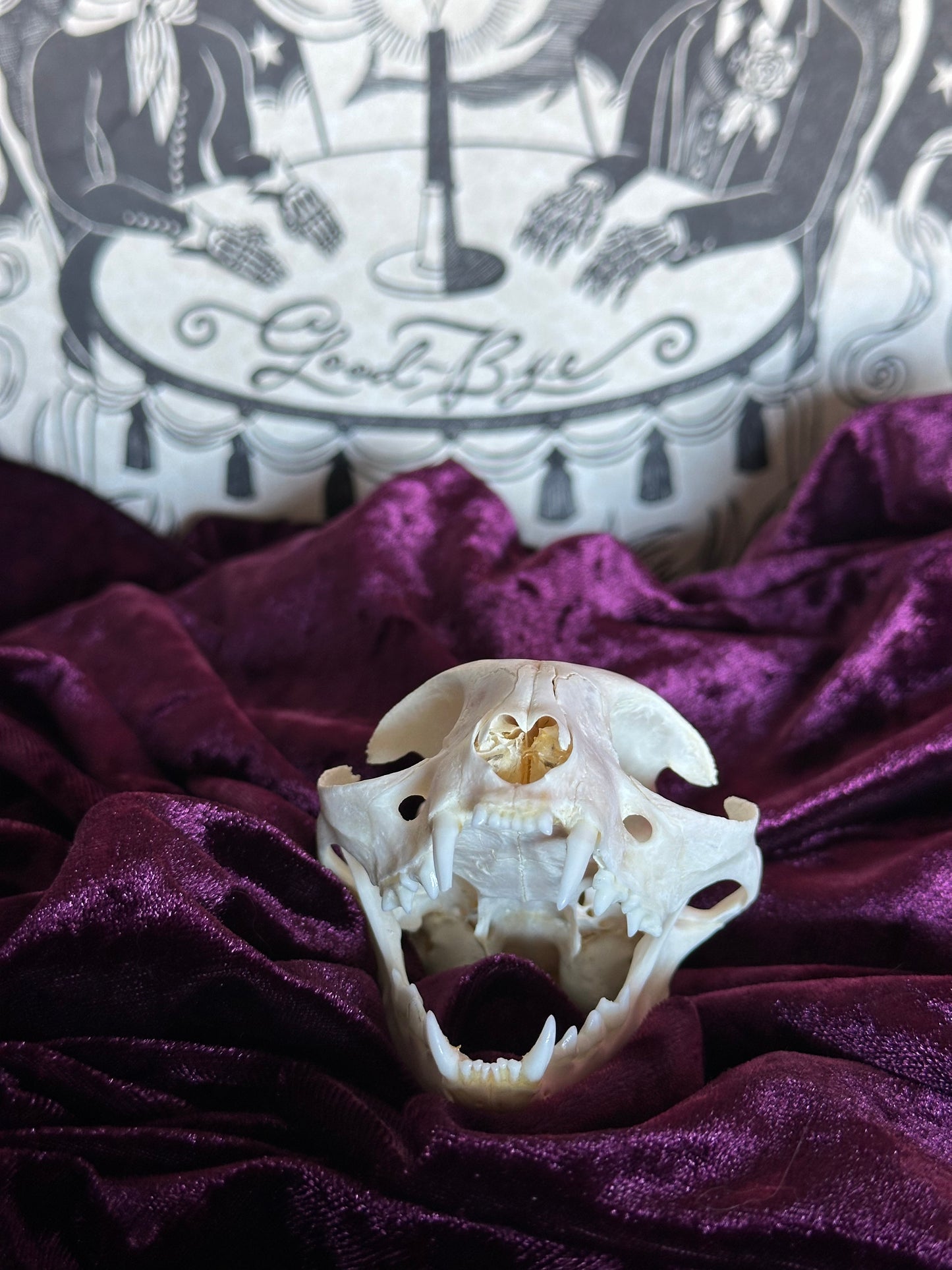 Cat skull oddity