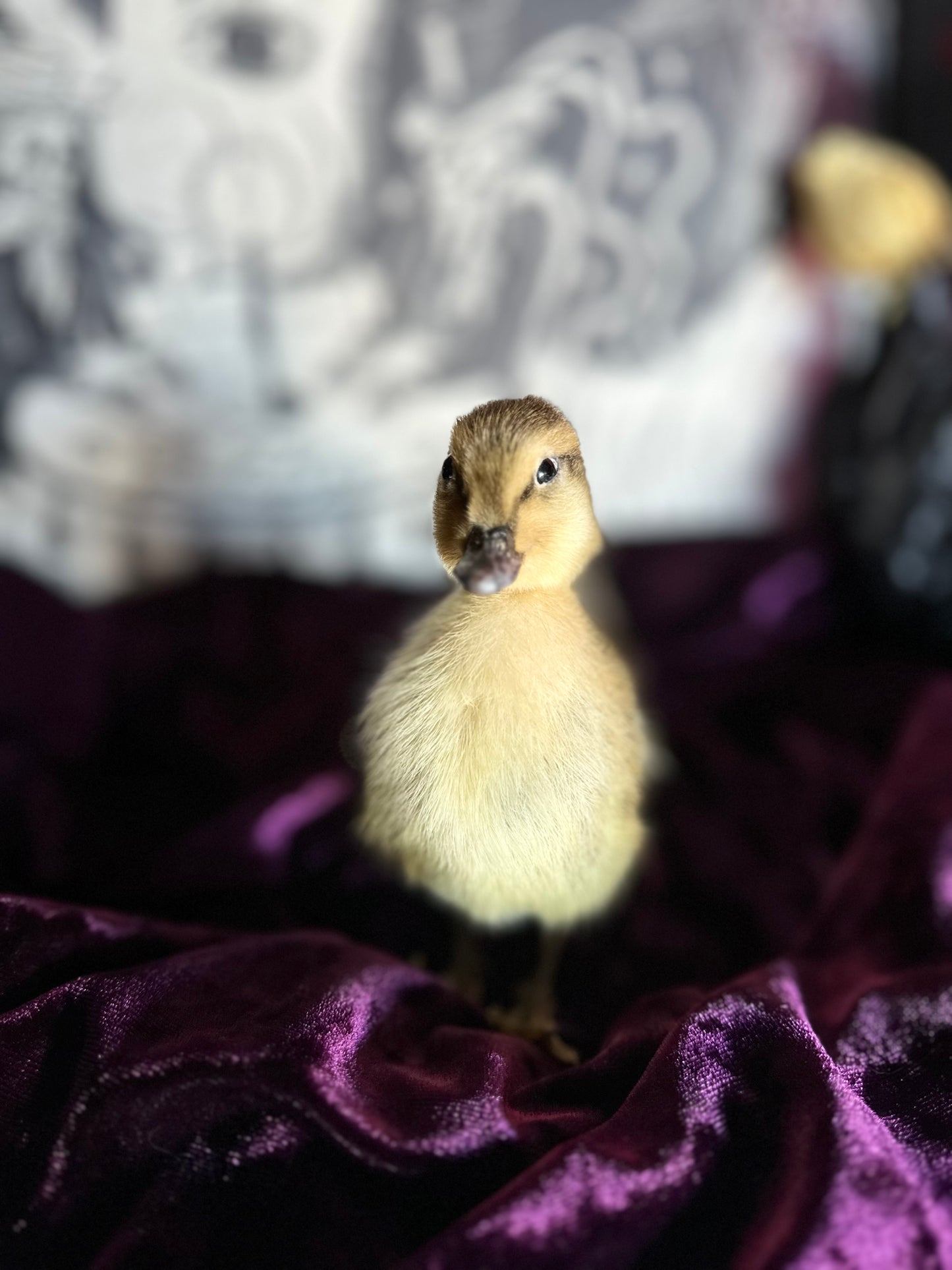 Taxidermy baby duck oddity