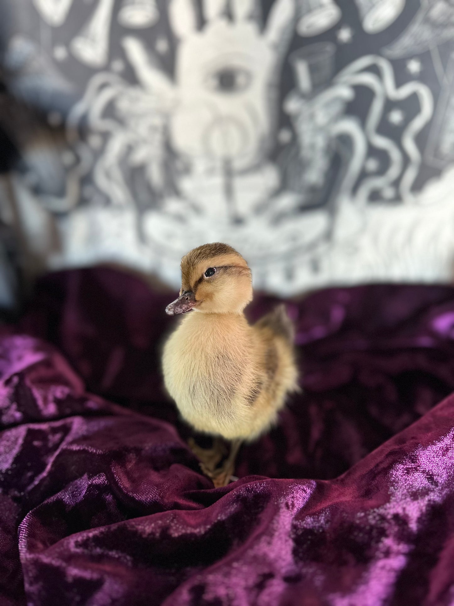 Taxidermy baby duck oddity