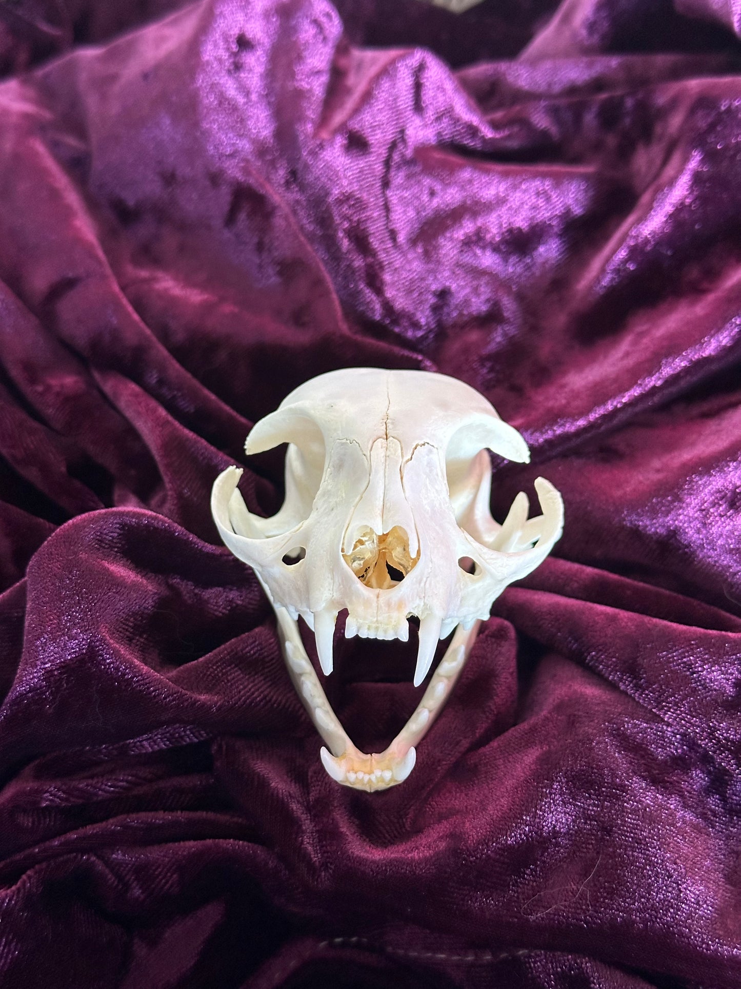 Cat skull oddity