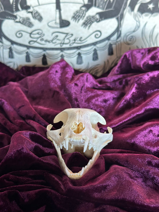 Cat skull oddity