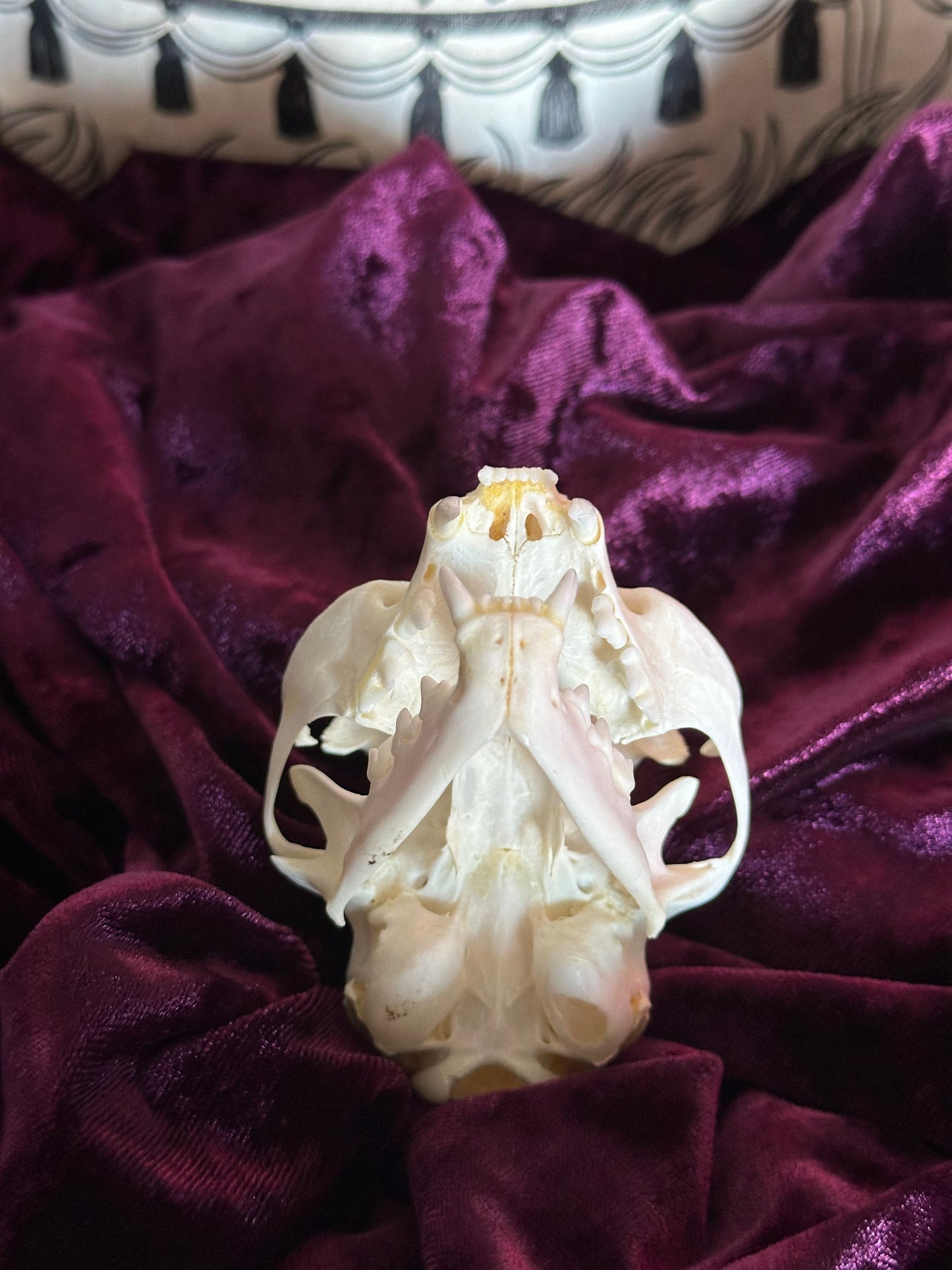 Cat skull oddity