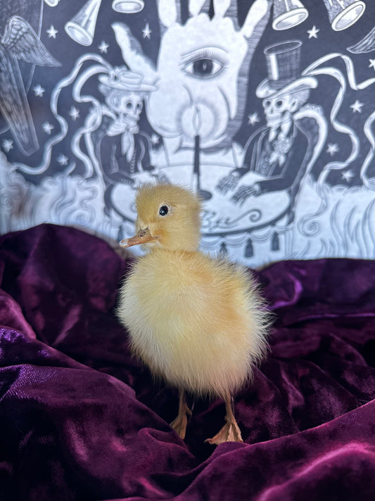 Taxidermy baby duck oddity